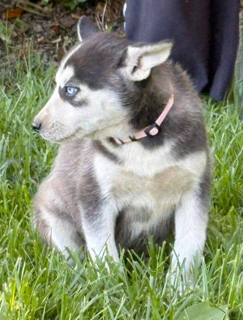 A baby large-sized female Husky dog named Skyewksspay Contract Required $ for adoption in Holly Hill, SC