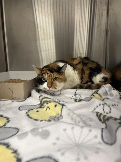 A senior medium-sized female Domestic Medium Hair cat named Myla for adoption in Indianapolis, IN