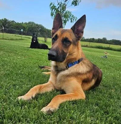 An adult large-sized male German Shepherd Dog dog named Rex for adoption in Dallas, TX