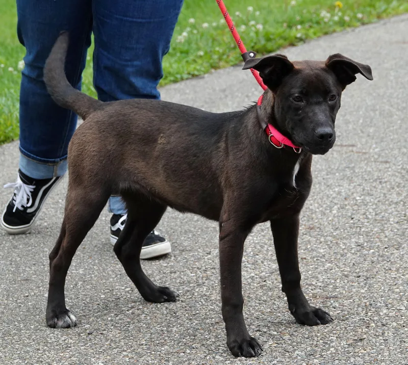 A young medium-sized female Black Shepherd dog named Ariel for adoption in Millfield, OH