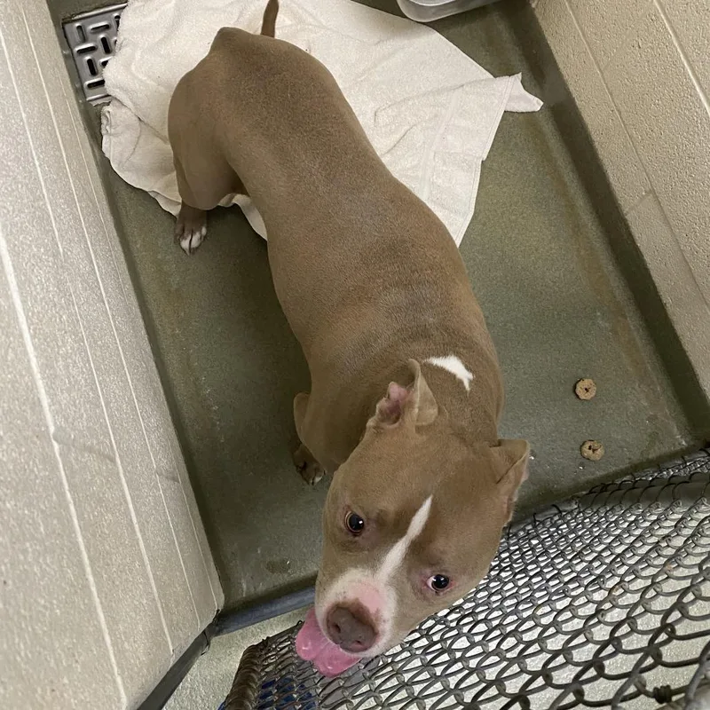 An adult large-sized female Brown / Chocolate Pit Bull Terrier dog named 71828 for adoption in Harrisonburg, VA