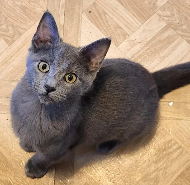 A baby medium-sized female Gray / Blue / Silver Domestic Short Hair cat named Hestia for adoption in Shawnee, KS