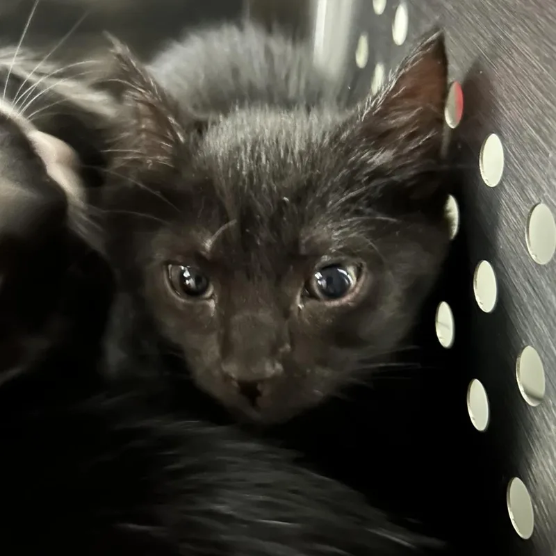 A baby small-sized female Black Domestic Short Hair cat named Electra for adoption in Denver, CO