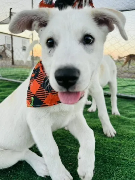 A baby medium-sized female White / Cream Labrador Retriever dog named Harley for adoption in Cleveland, TX