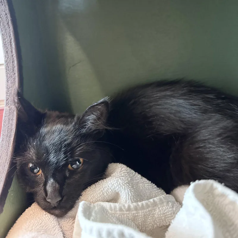 An adult small-sized female Black Domestic Medium Hair cat named Enya for adoption in Burlingame, CA