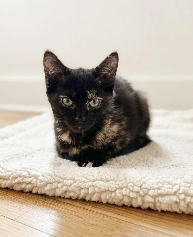 A baby small-sized female Tortoiseshell Domestic Short Hair cat named Gabby for adoption in Johnson City, TN