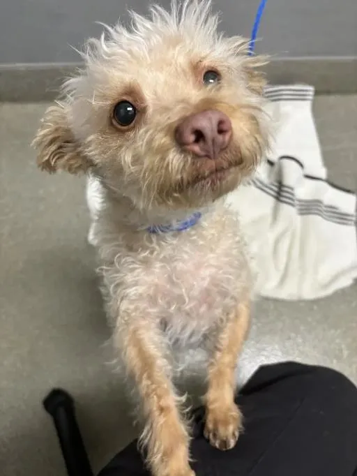 An adult small-sized female Poodle dog named Honey for adoption in Las Vegas, NV