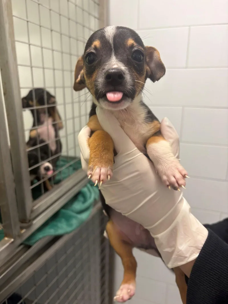 A baby small-sized male Dachshund dog named Griffin for adoption in Austin, TX