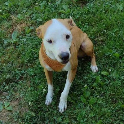 An adult medium-sized female Pit Bull Terrier dog named Sasha for adoption in Philippi, WV