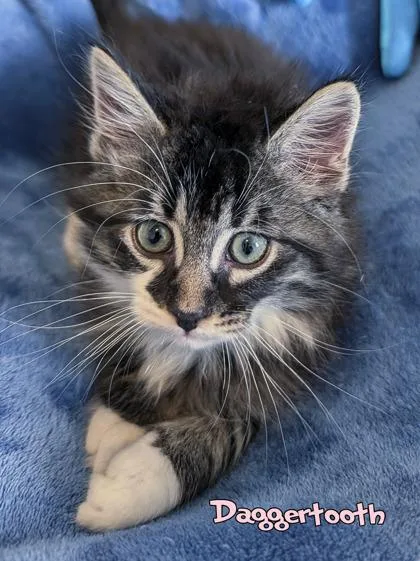 A baby small-sized male Domestic Medium Hair cat named Daggertooth for adoption in Mason, MI