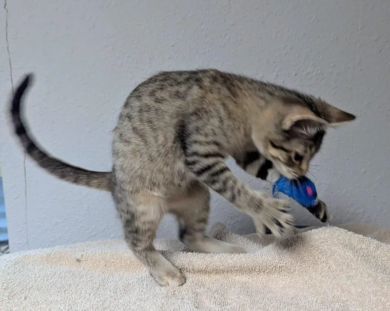 A baby medium-sized female Tabby (Brown / Chocolate) Domestic Short Hair cat named Tootsie for adoption in Little Falls, MN