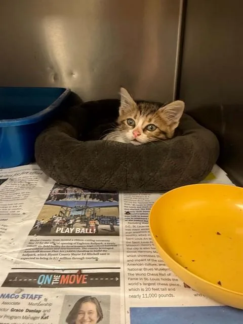 A baby small-sized female Domestic Short Hair cat named C for adoption in Belleville, IL