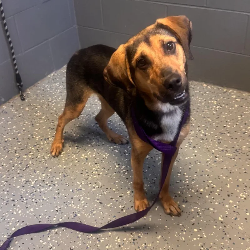An adult medium-sized female Black Shepherd dog named TUSCStray for adoption in Tuscaloosa, AL