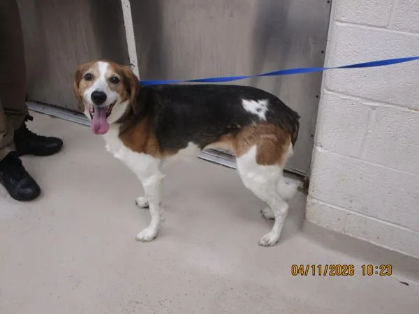 An adult medium-sized female Foxhound dog named Rona for adoption in Marietta, GA