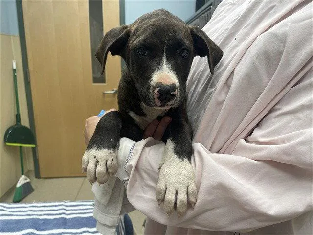 A baby large-sized male Mastiff dog named Toggle for adoption in Clyde, NC