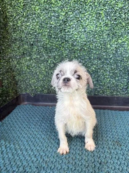 A baby small-sized female White / Cream Pug dog named 61563638 for adoption in El Paso, TX
