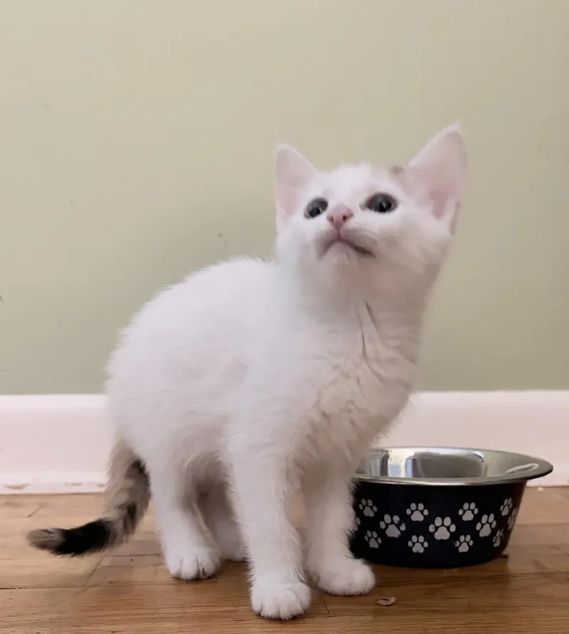 A baby small-sized female Black & White / Tuxedo Domestic Short Hair cat named Eugenie for adoption in Wilmington, NC