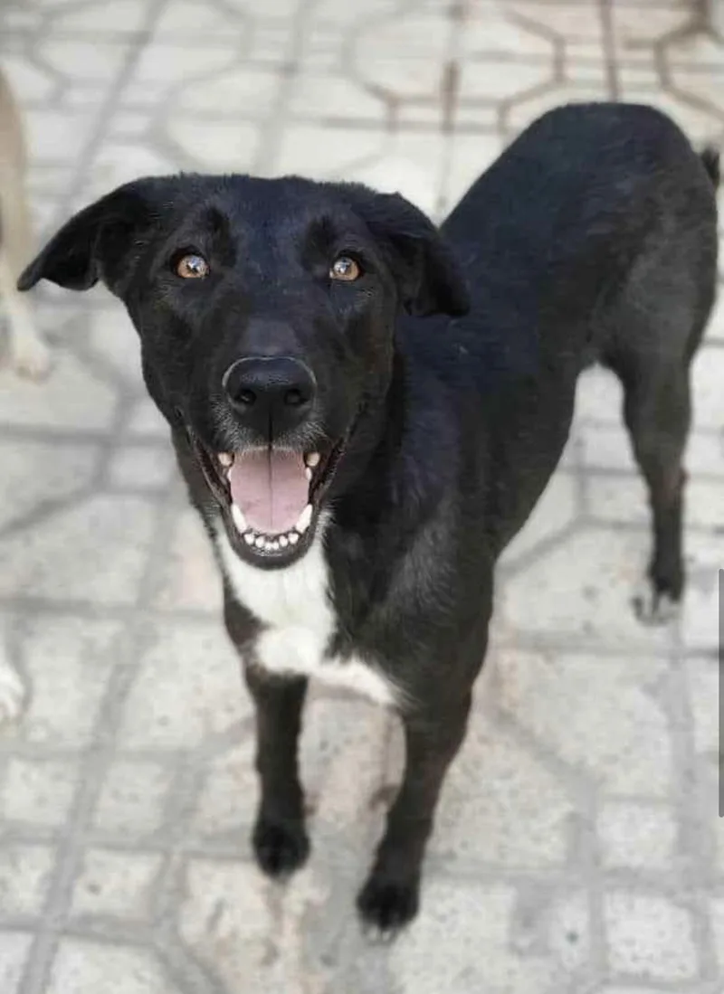 Buttercup thumbnail 3