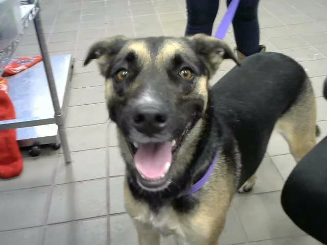 A young medium-sized female German Shepherd Dog dog named Iris for adoption in Albuquerque, NM