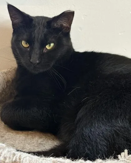 An adult medium-sized male Domestic Short Hair cat named Noname for adoption in Shawano, WI