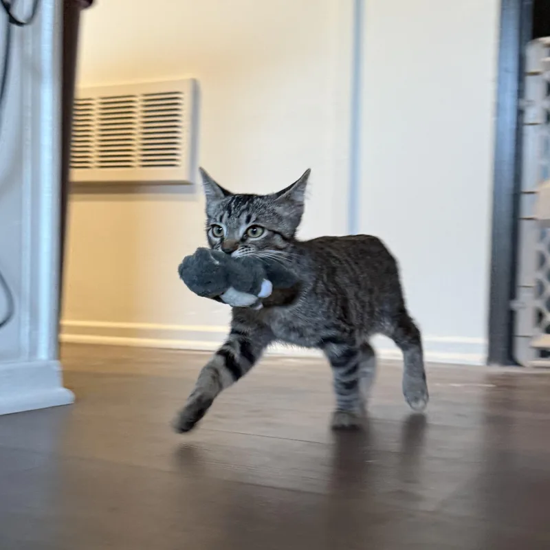 A baby medium-sized male Tabby (Brown / Chocolate) Domestic Short Hair cat named Raymer for adoption in Mount Rainier, MD