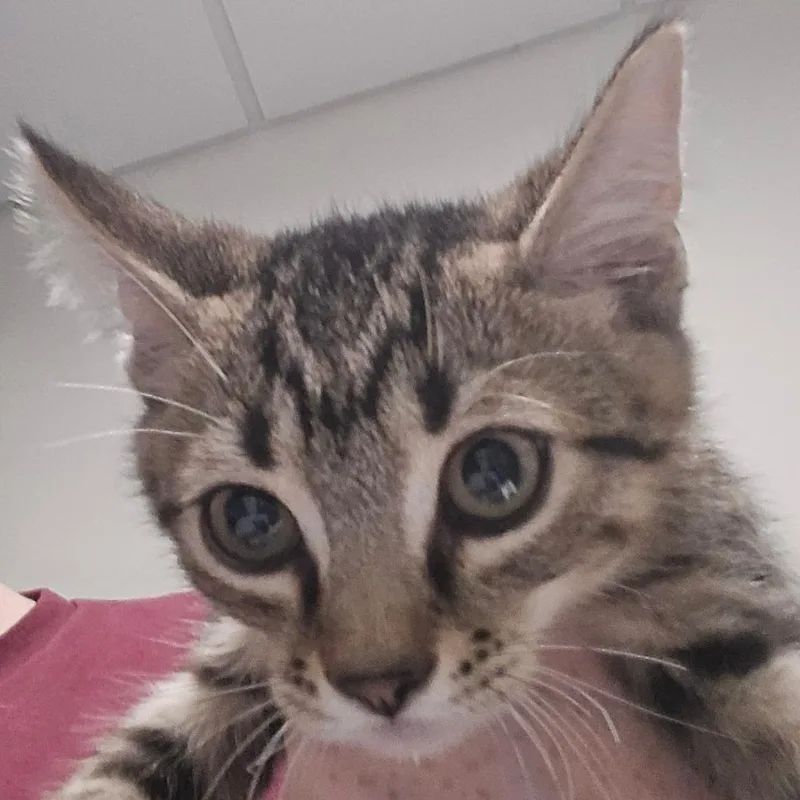 A baby small-sized male Brown / Chocolate Domestic Short Hair cat named Winnie for adoption in Kennebunk, ME