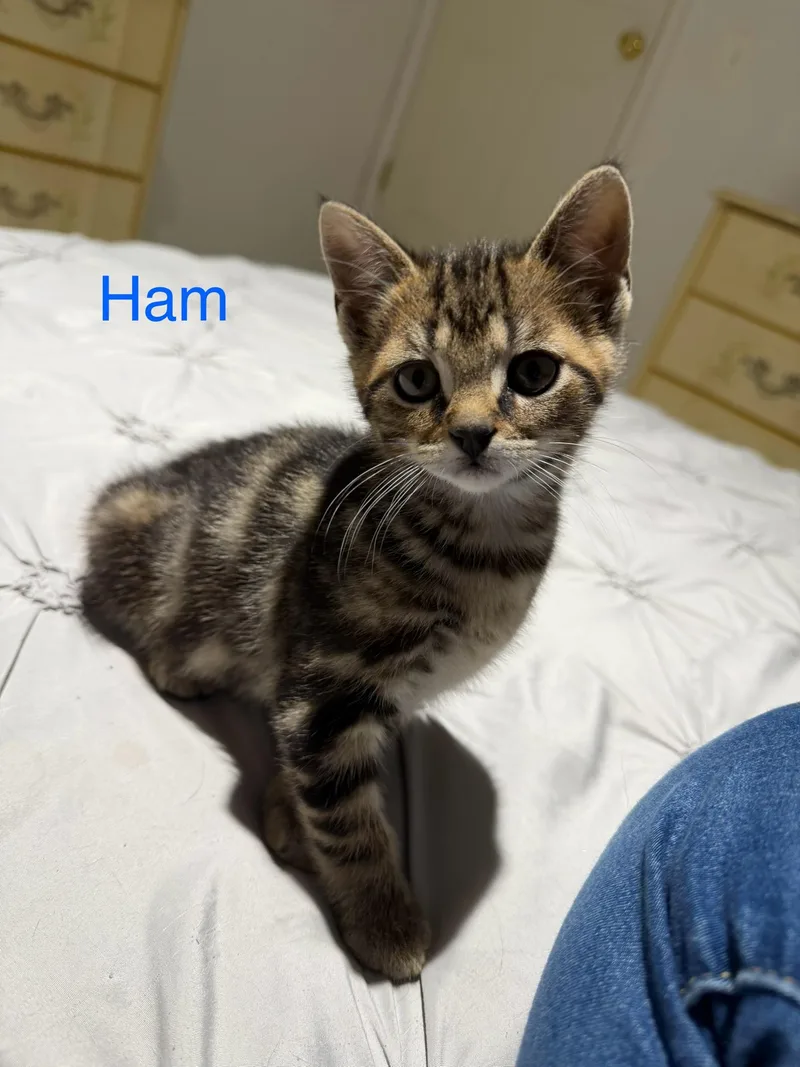A baby small-sized male Tabby (Brown / Chocolate) Domestic Short Hair cat named Ham for adoption in Davisburg, MI