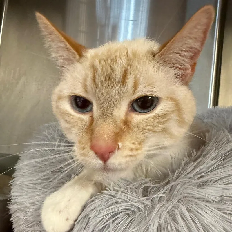 An adult small-sized male Domestic Short Hair cat named Alfredo for adoption in Midland, TX