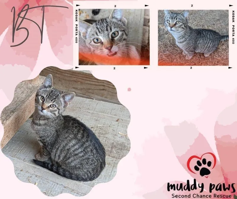 Penny Aka Bt thumbnail 3