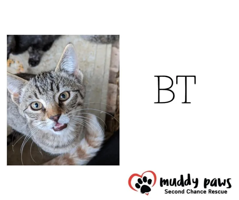 Penny Aka Bt thumbnail 4