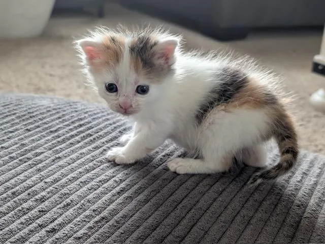 A young small-sized female Calico Domestic Short Hair cat named Gypsie for adoption in Webster City, IA