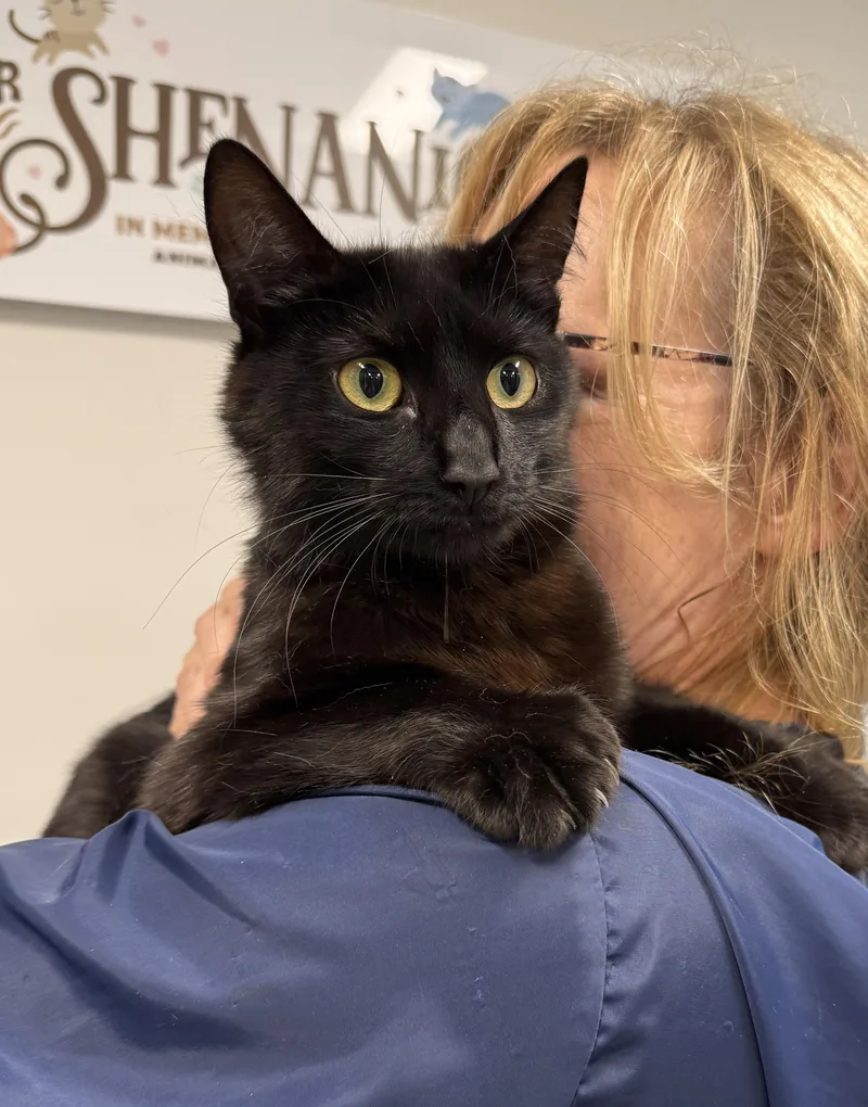 A young medium-sized female Black Domestic Medium Hair cat named LOCAL CAT Tikka for adoption in Clayville, RI
