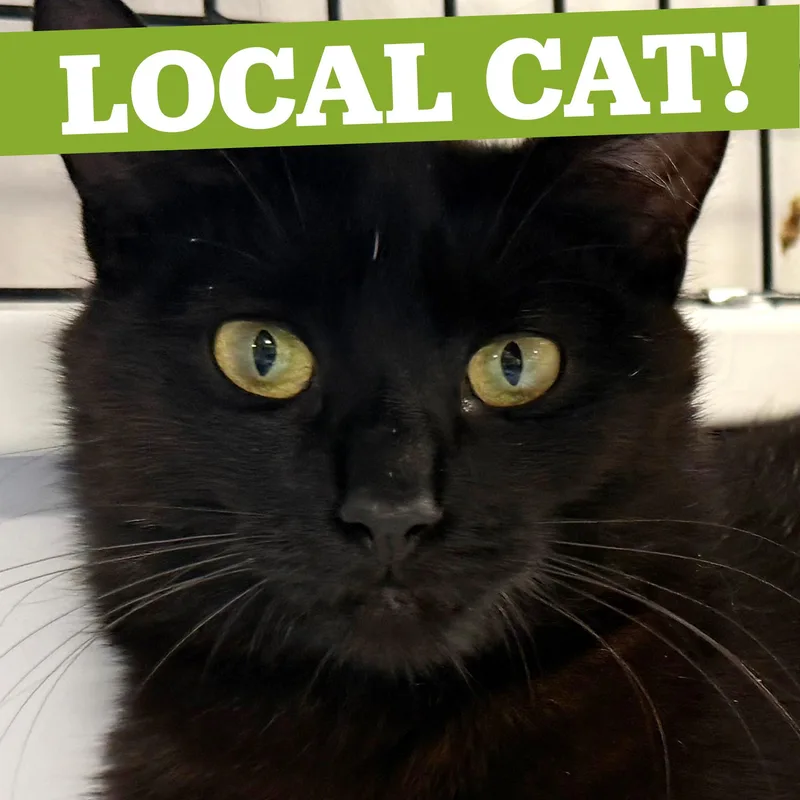 LOCAL CAT  Tikka thumbnail 5