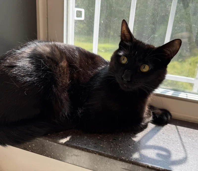 LOCAL CAT  Tikka thumbnail 6