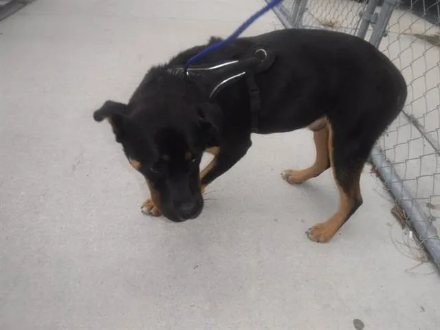 An adult medium-sized male Terrier dog named Kade for adoption in Miami, FL