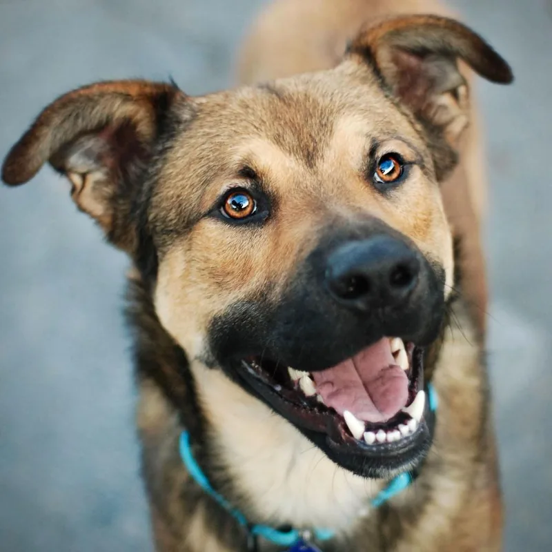 An adult medium-sized male Sable Shepherd dog named Mason for adoption in San Francisco, CA