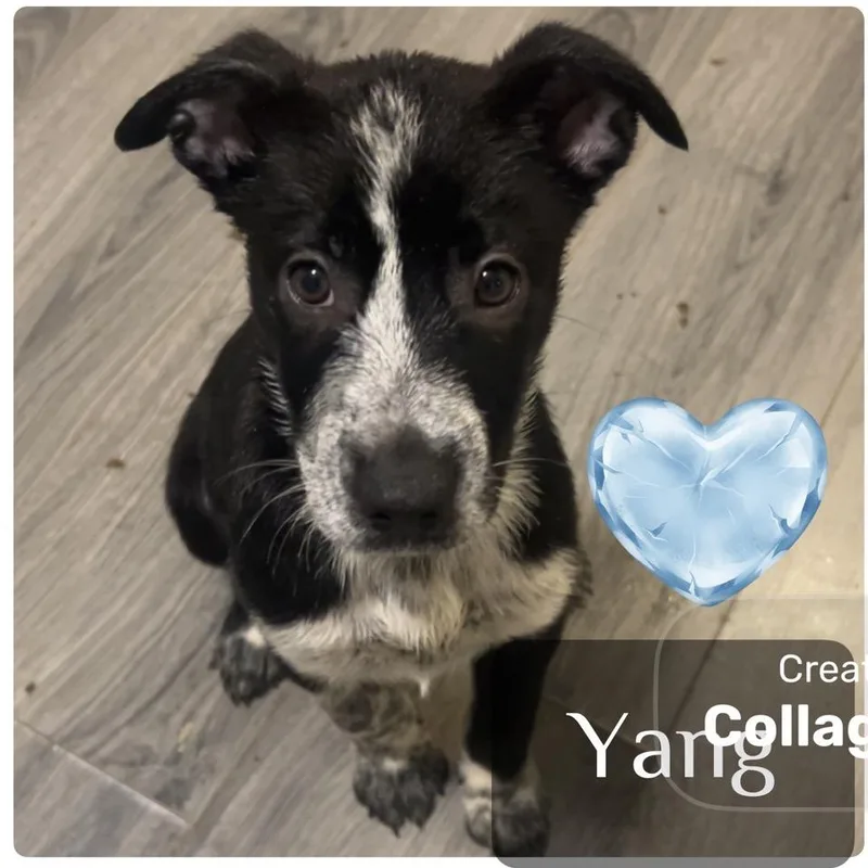 A baby medium-sized male Black Alaskan Malamute dog named Yang for adoption in Muncie, IN
