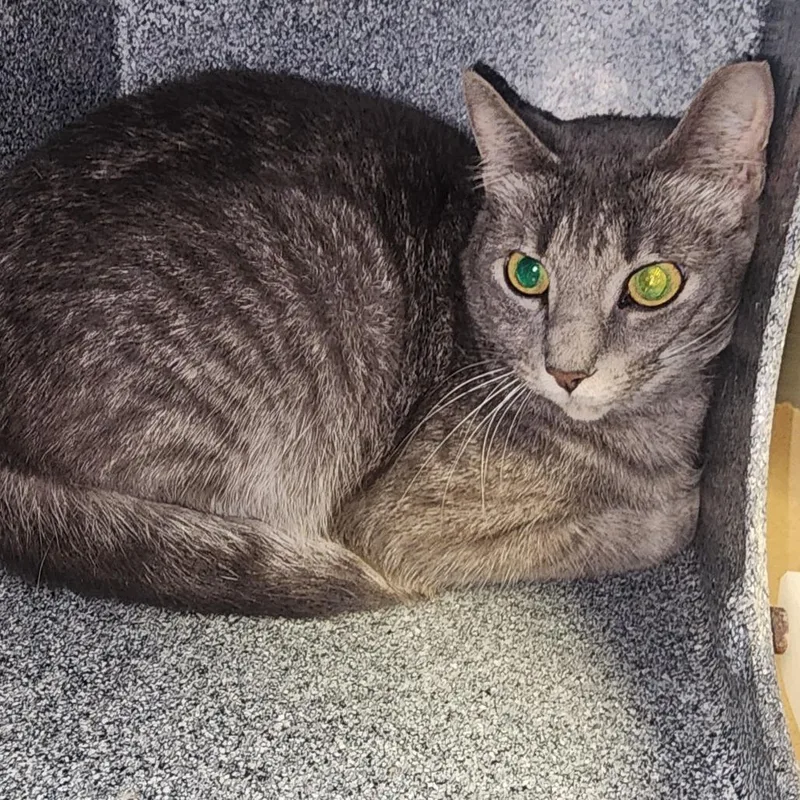 An adult medium-sized female Gray / Blue / Silver Domestic Short Hair cat named Silver for adoption in Greenville, SC