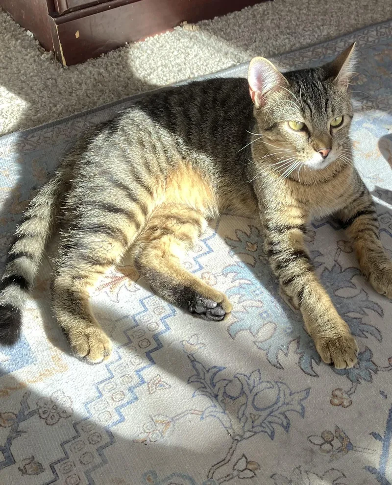 Denver =^.^= thumbnail 3