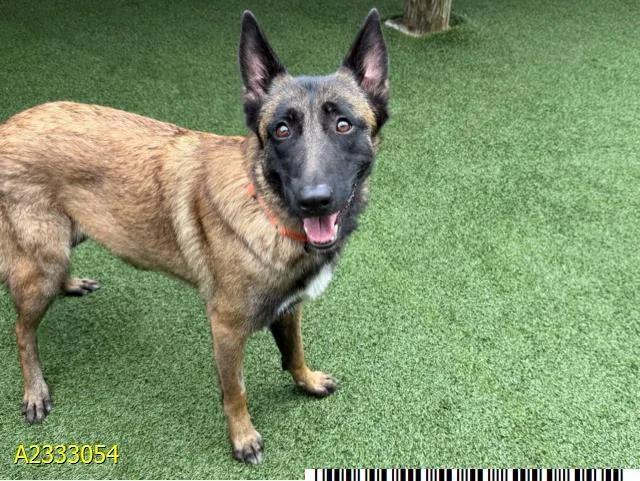 A young large-sized female Mixed Breed dog named Eleanor for adoption in West Palm Beach, FL