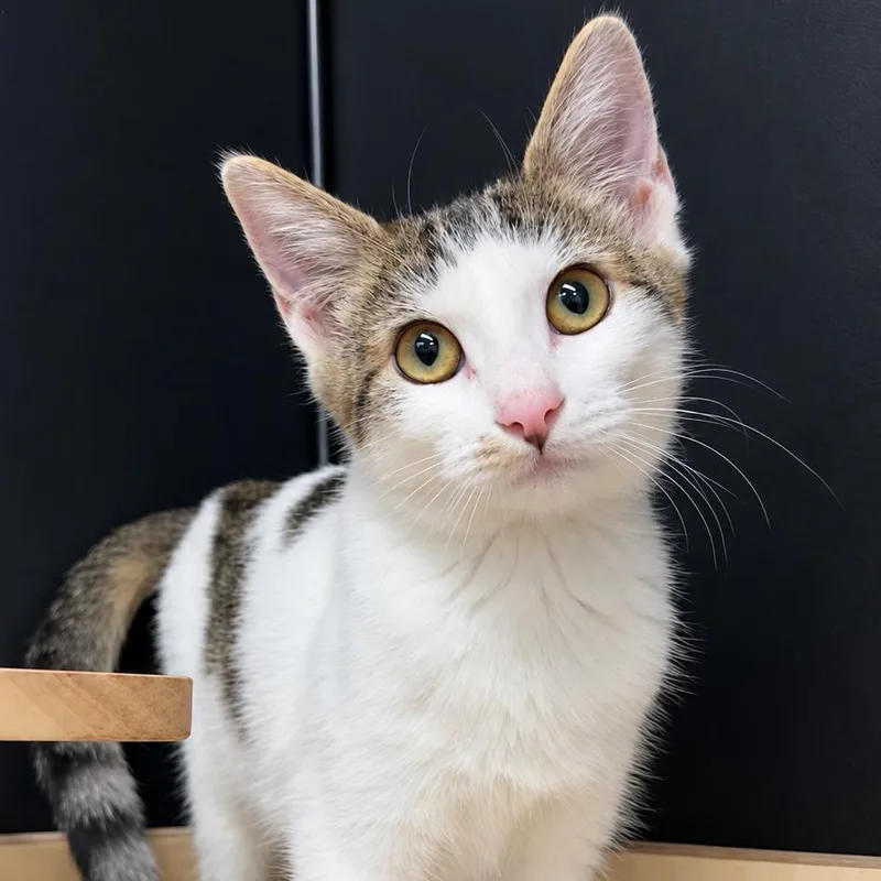 A baby medium-sized female Domestic Short Hair cat named Nova for adoption in Escondido, CA