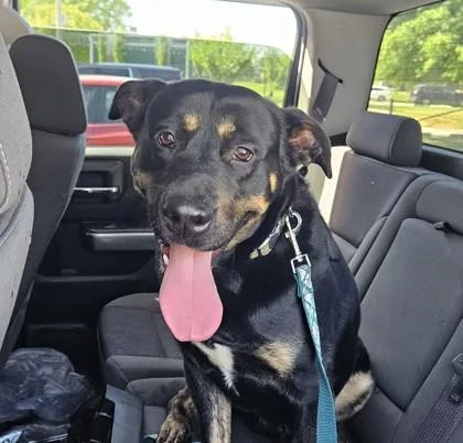 An adult large-sized male Mixed Breed dog named Oren for adoption in Chamblee, GA