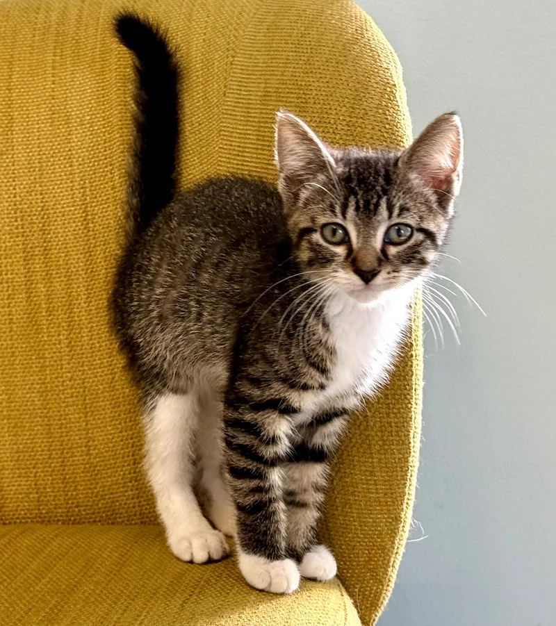 Tabitha