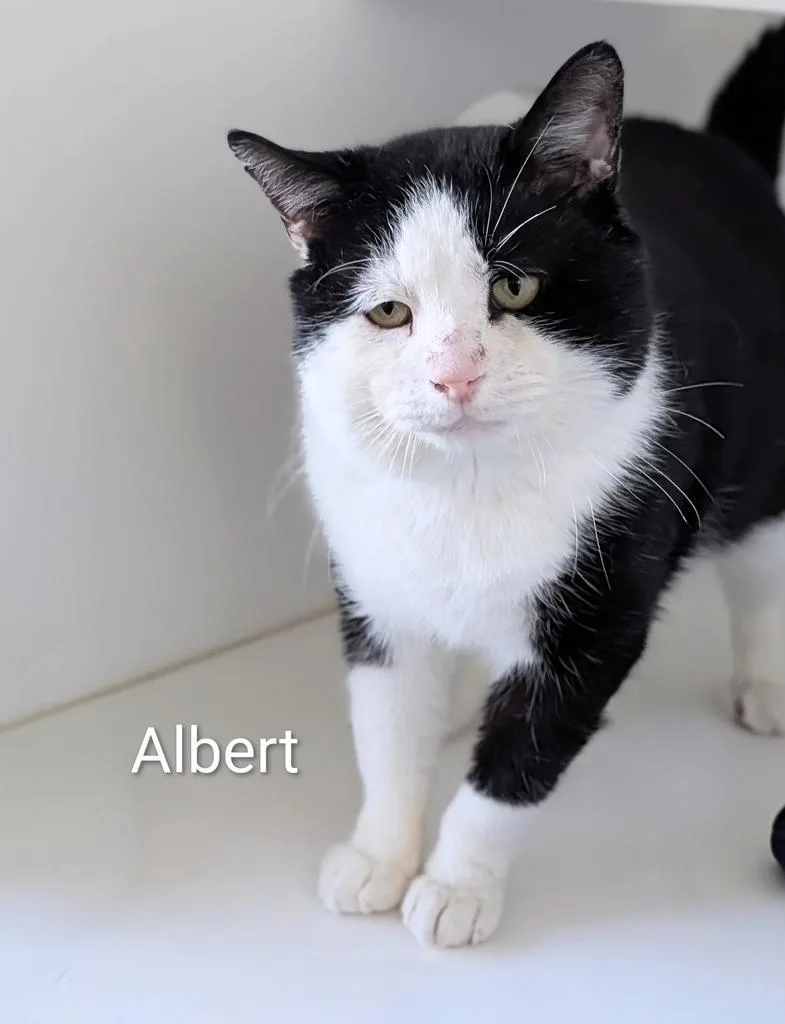 A young large-sized male Domestic Short Hair cat named Albert for adoption in Greenfield, IN