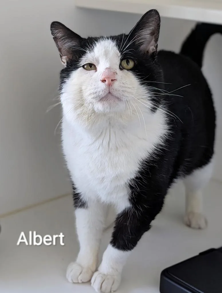 Albert thumbnail 2