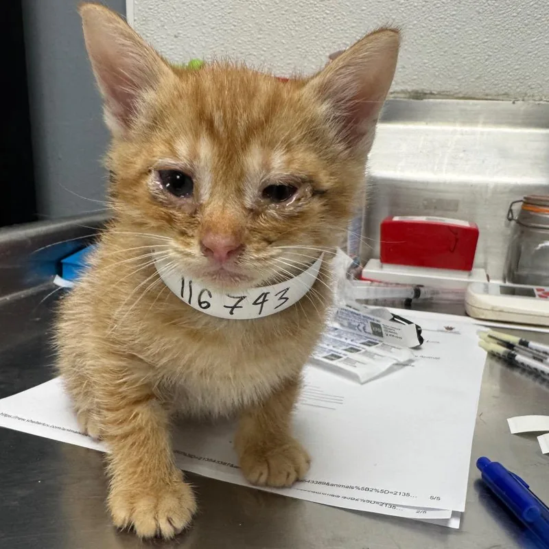 A baby small-sized male Orange / Red Domestic Short Hair cat named Monroe for adoption in Birmingham, AL