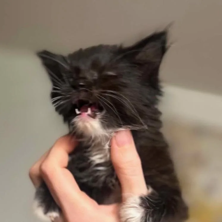 A baby small-sized male Black Domestic Long Hair cat named Hansel for adoption in Midland, TX