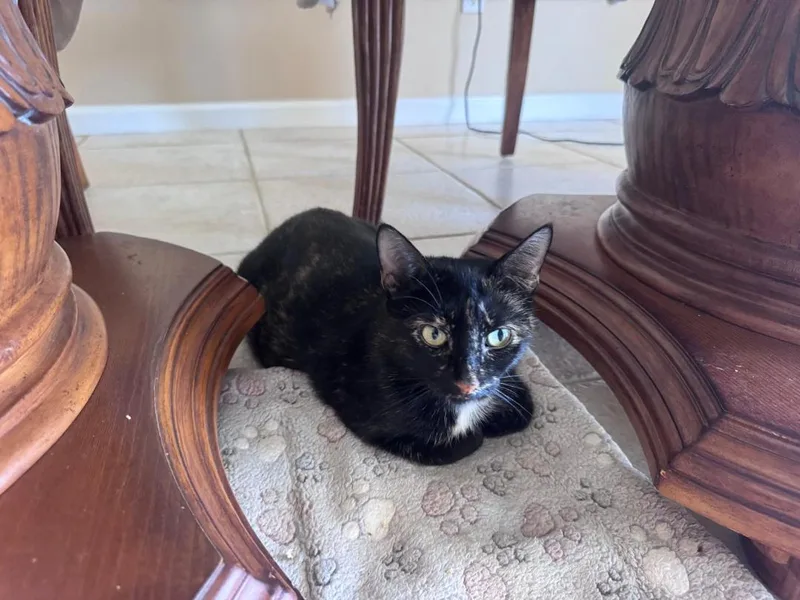 A young medium-sized female Tortoiseshell cat named Cookie for adoption in Orlando, FL
