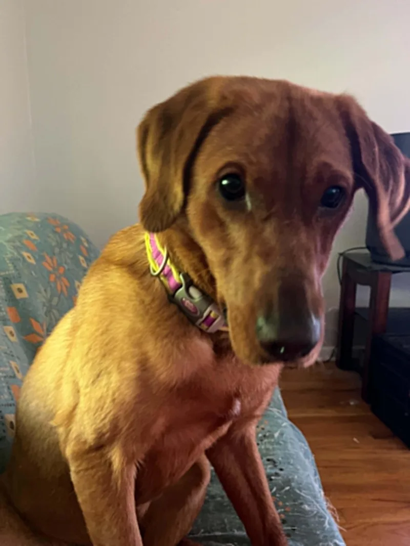 An adult medium-sized male Labrador Retriever dog named Johnny for adoption in Lewisville, IN