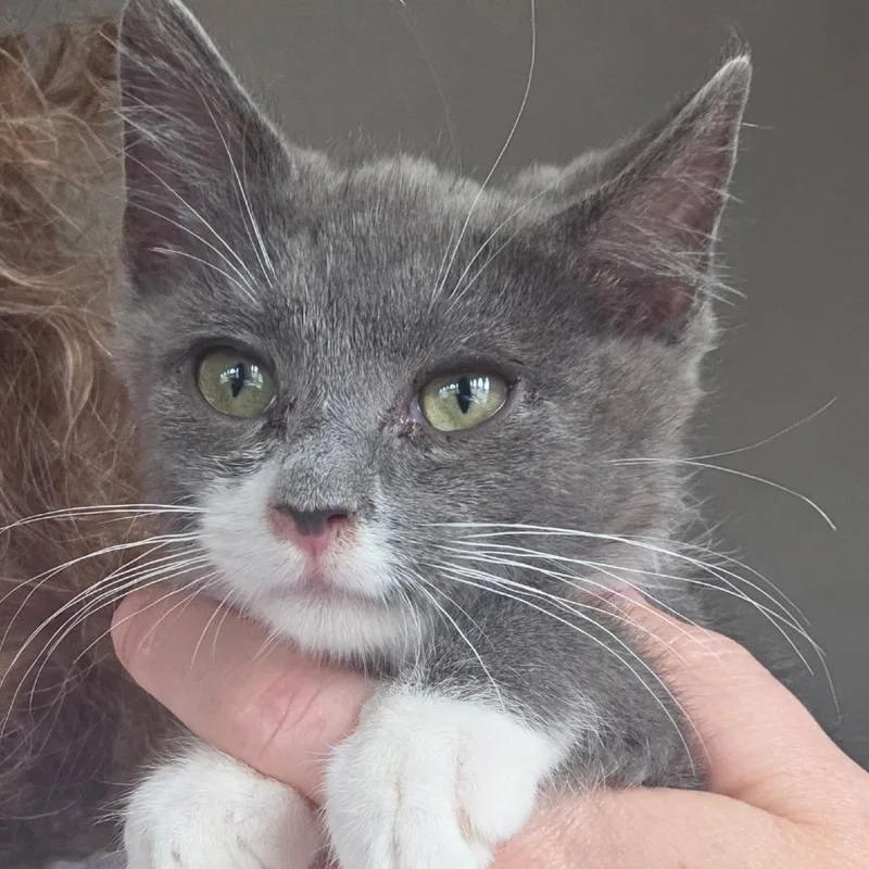 A baby small-sized male Gray / Blue / Silver Domestic Short Hair cat named Remy for adoption in Othello, WA